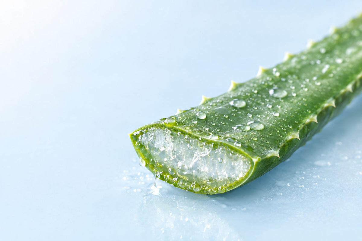 A fresh-cut aloe vera leaf showing the clear inner gel